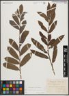 Foto von Salix appendiculata Vill. x Salix purpurea L.
